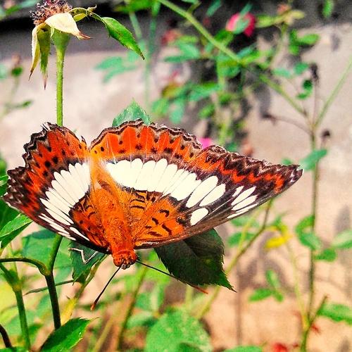Butterfly