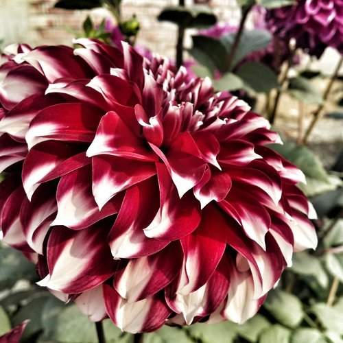 Flora