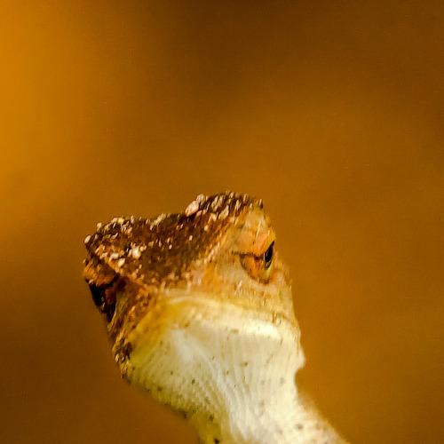 The skink