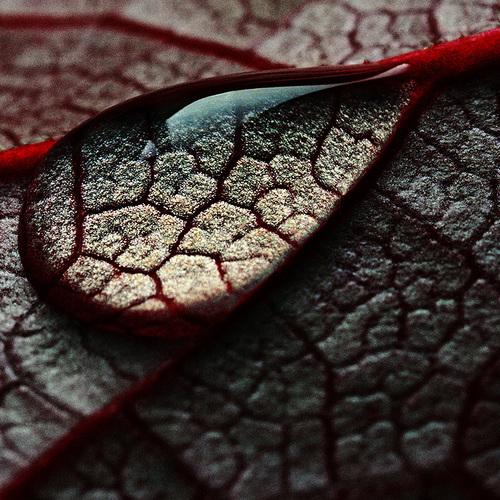 Raindrop