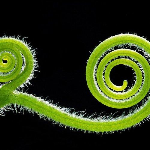 Chameleon