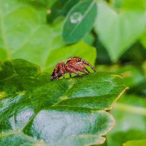Small Spider