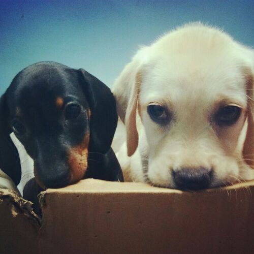Doofus Duo