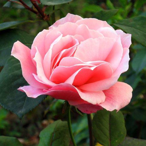 Flowers of rose close-up outdoor