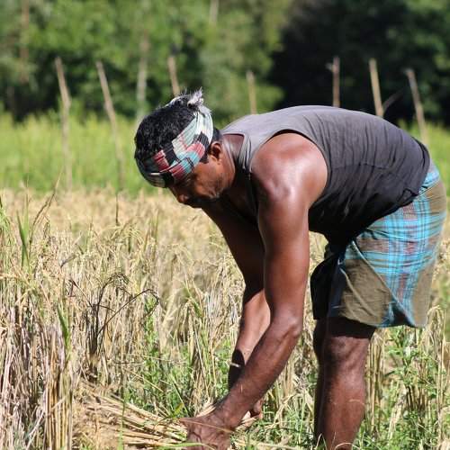 Farmer photo.