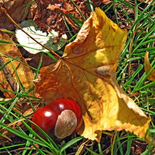 Fallen maple leaf in the grass with a chestnut