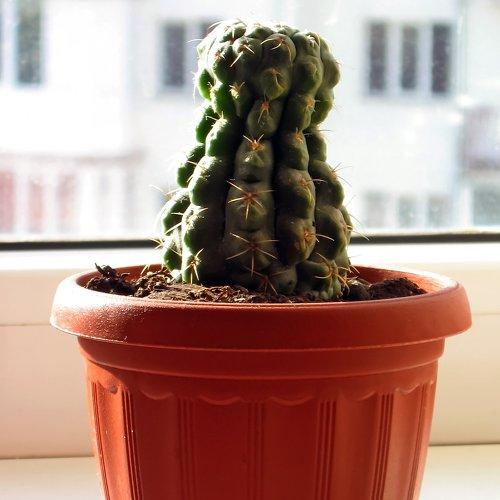 Cactus close-up in the pot on windowsill