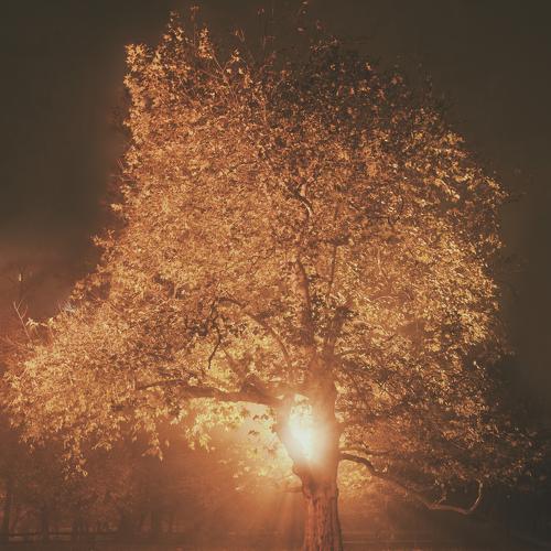 The tree
