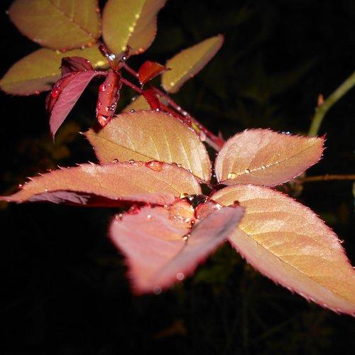 Rose leafs