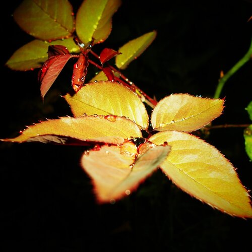 Rose leafs