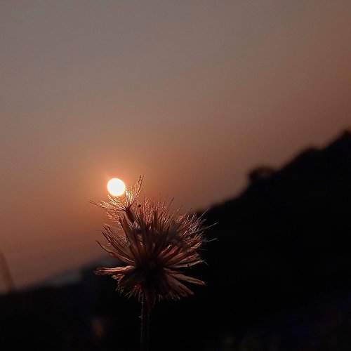 sunplant