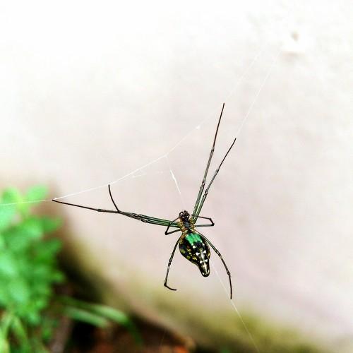 Spider