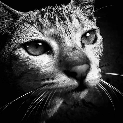 Cute cat ........