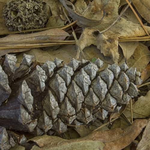 Nature's Collection