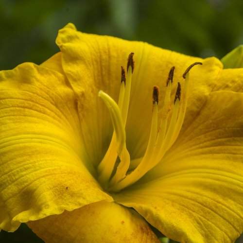 Nothing But Yellow