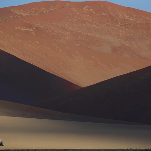 Oryx in dunes