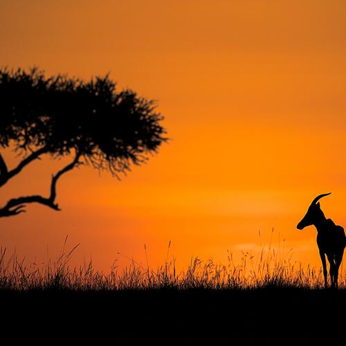 Topi before sunrise on the horizon