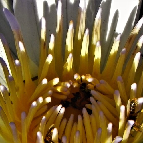 Sunlight Lotus