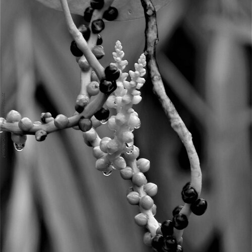 Seed of spinach