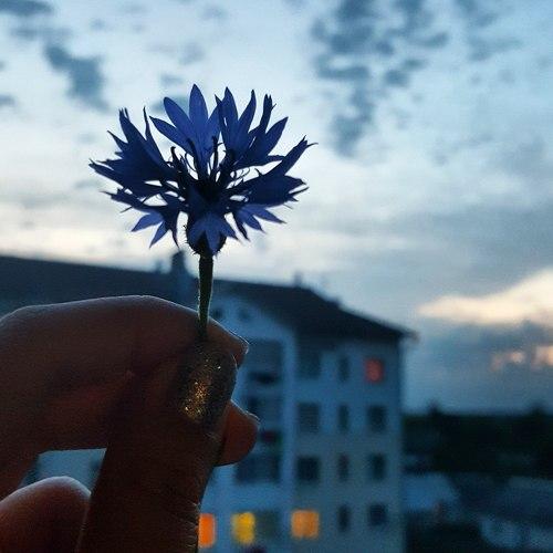Василек