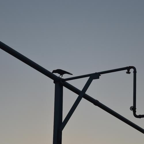 Steel and The Crow