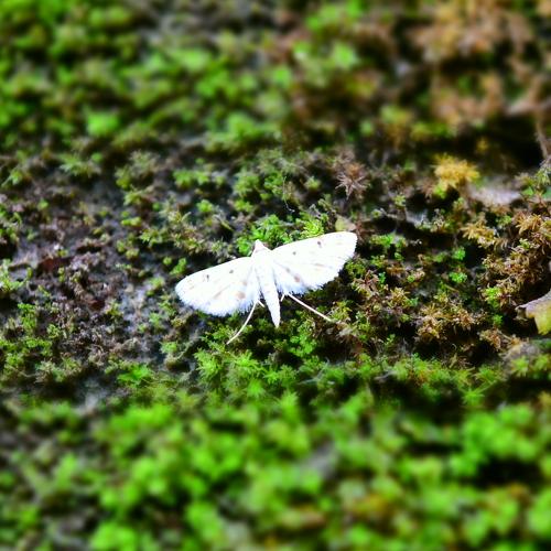 White in the green