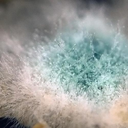 Photo #2058397