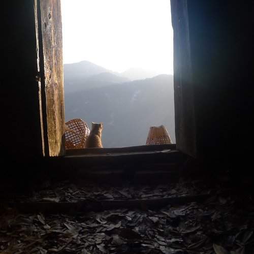 Morning view