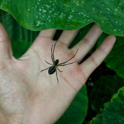 Raining outside,beware of spiders