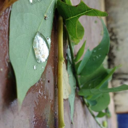 Water drop on green leaf...