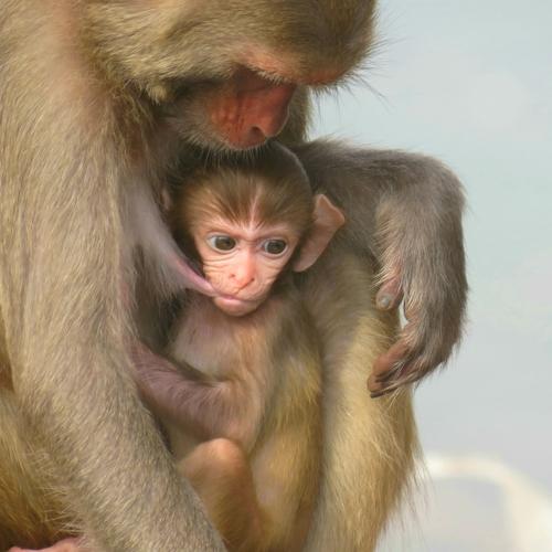 Mother's love