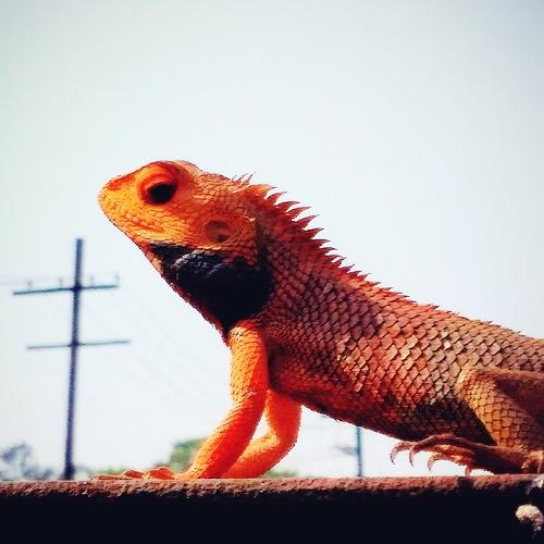 The Red monster.