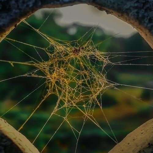 web circle