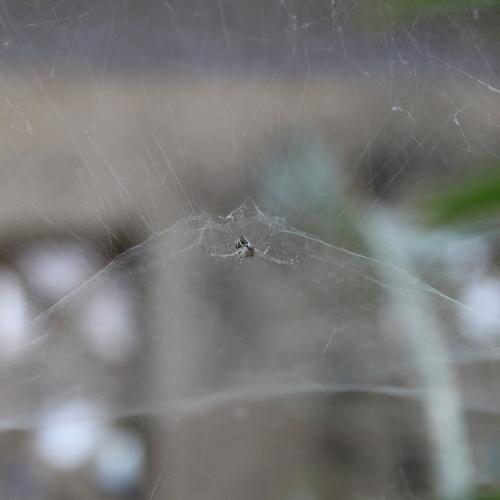 Tiny spiders