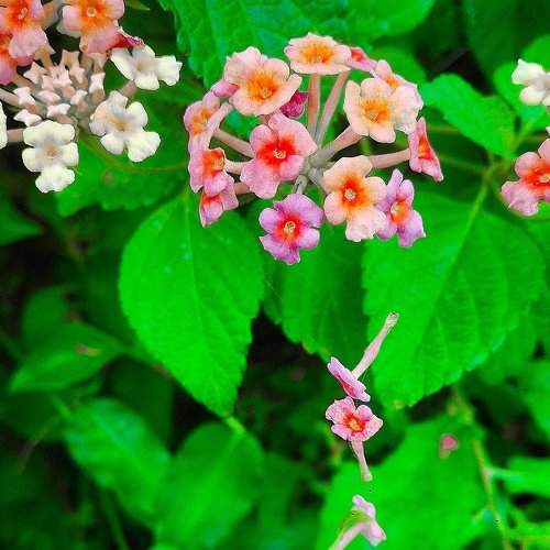 Beauty flowers