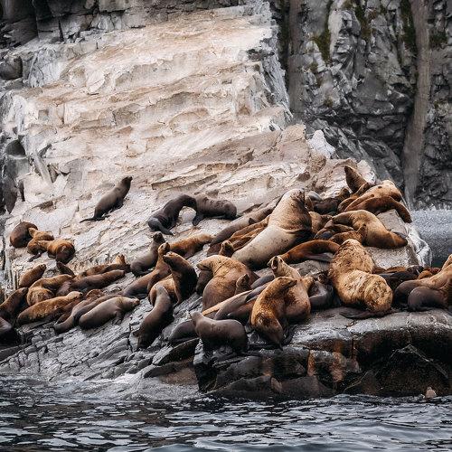 Лежбище. Rookery.