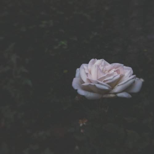 White Rose
