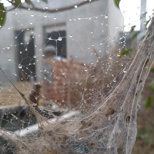 Wet spider web