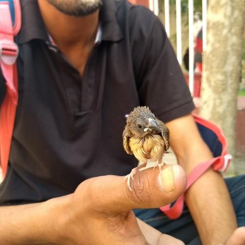 Baby bird on hand