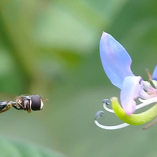 Fly for nectare