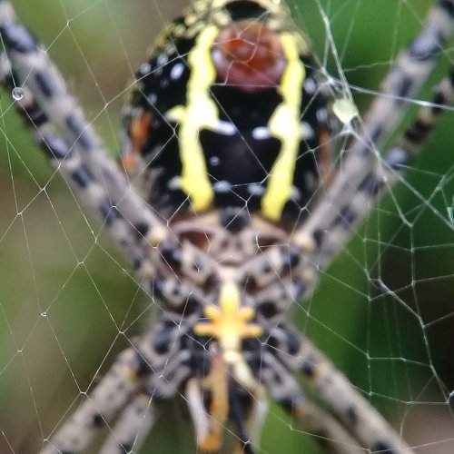 Behind the web