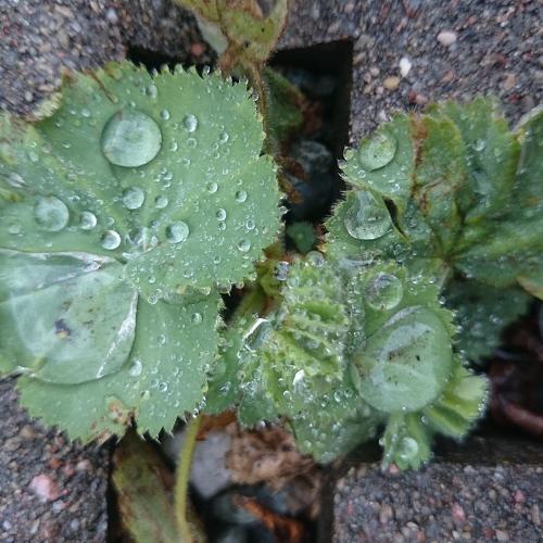 Morning dew