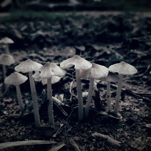 Photo #2067612