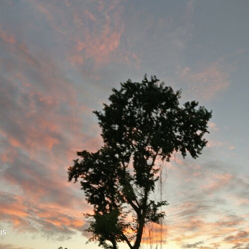 Colors of nature