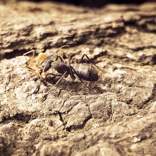 The Ant Hunter