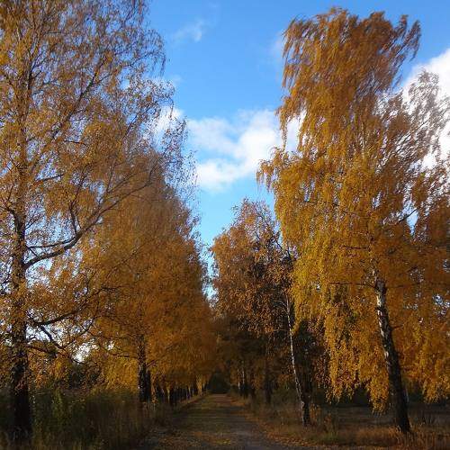 березки