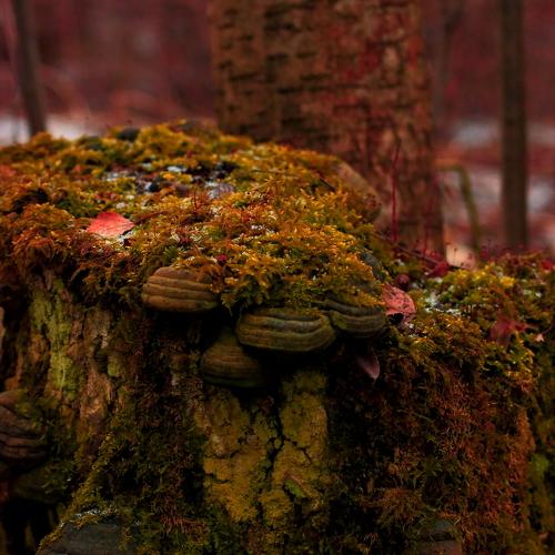 forest in St. Petersburg
