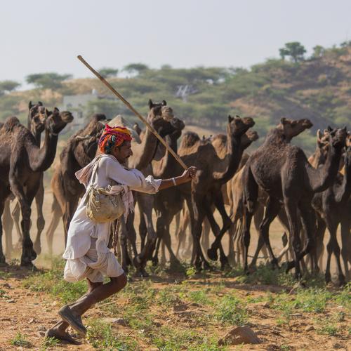 Pushkar Camel Fair