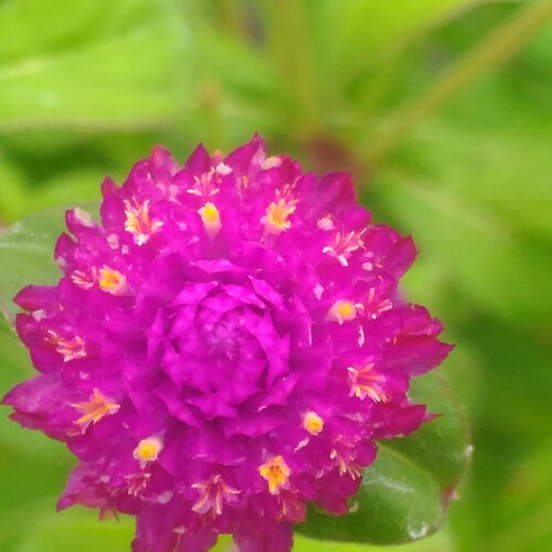Love of flower