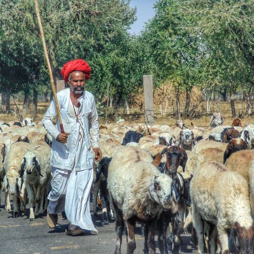 Rajasthani villager